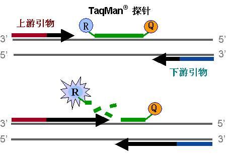 慢手慢腳，錯失機會，望人輕嘆添後悔打一个正确生肖的全面释义、解释与落实、定量解答解释落实